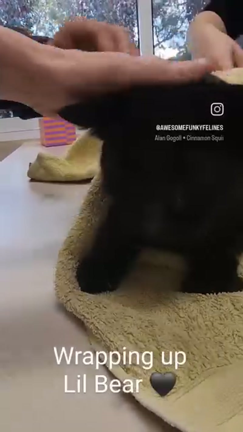 Lil Bear and Sebastian at the vet… â¤ï¸âð©¹