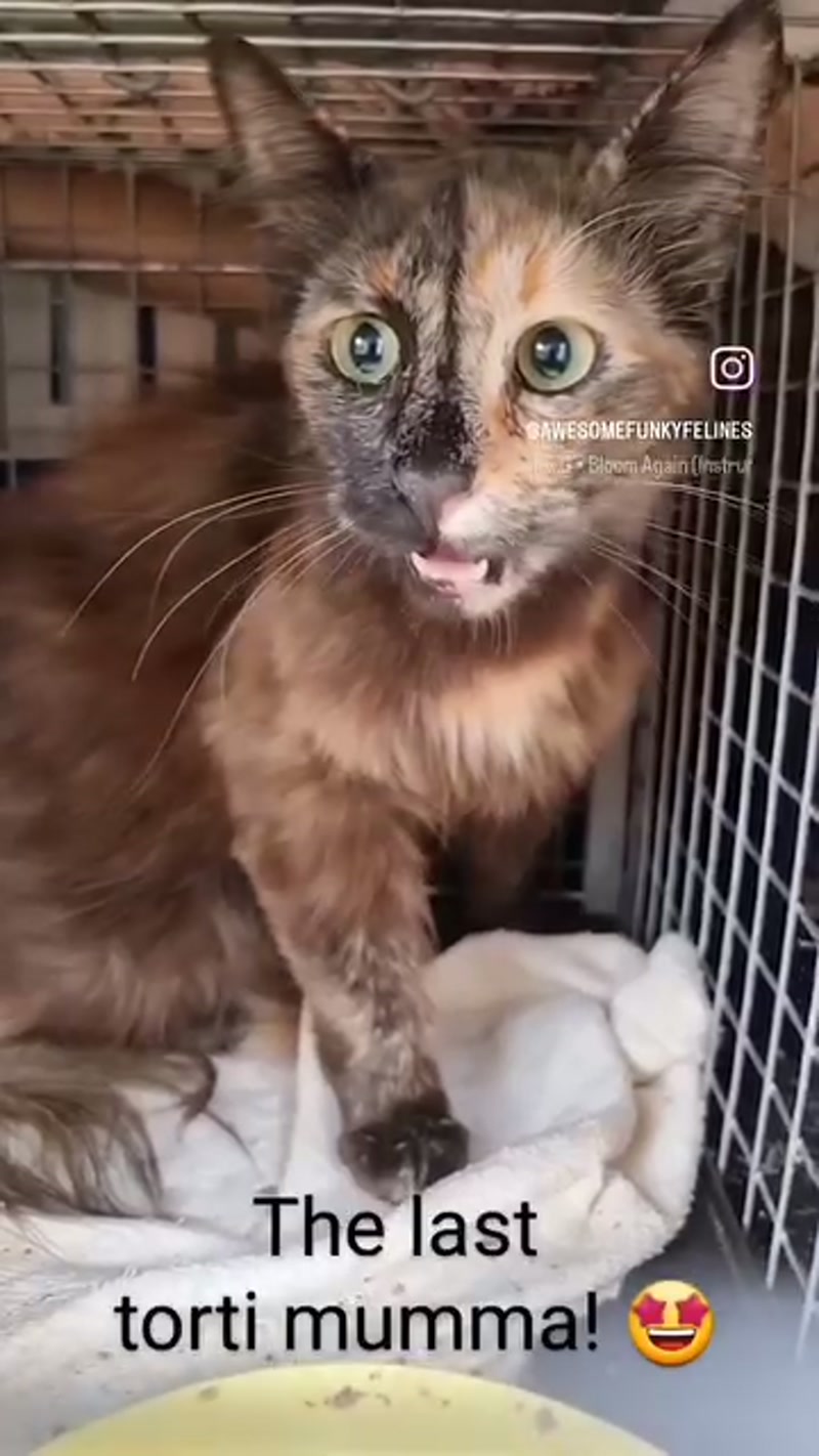 The tale of a cat from Kulin…