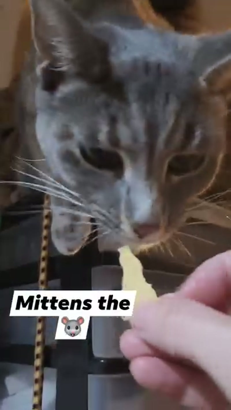 Mittens loves a little ð§ now and then ð