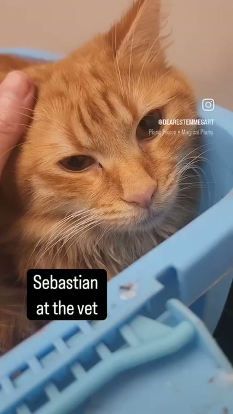 Poor Sebastian has very bad #gingivitis. ð¨