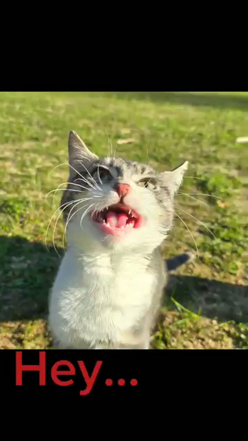 Fred knows how to hail his #CatCab ð¤ª