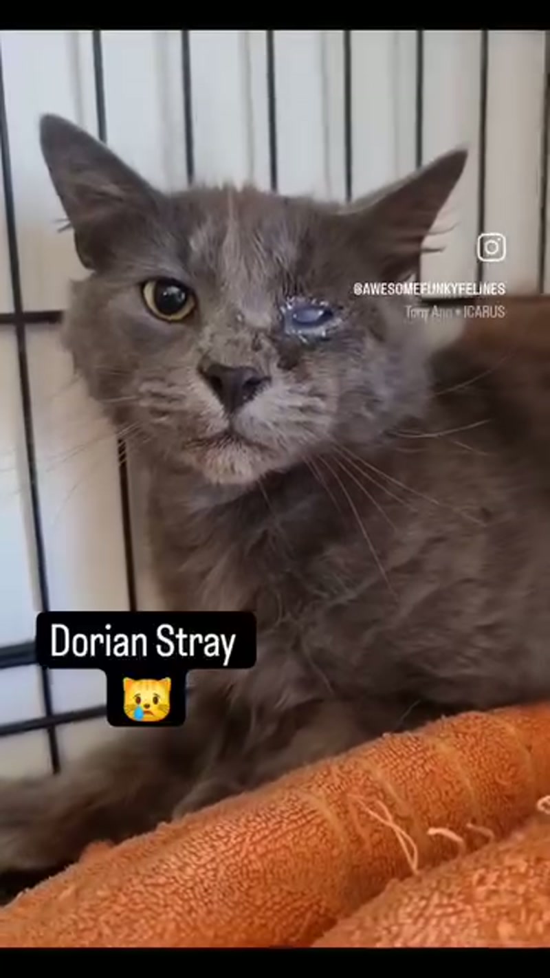 Dorian Stray needs a #Cattuccino!… ââ¨