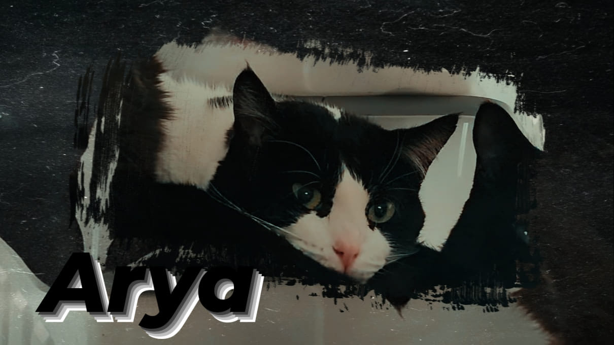 Arya, the #CowCat potato bunny ð¤ª