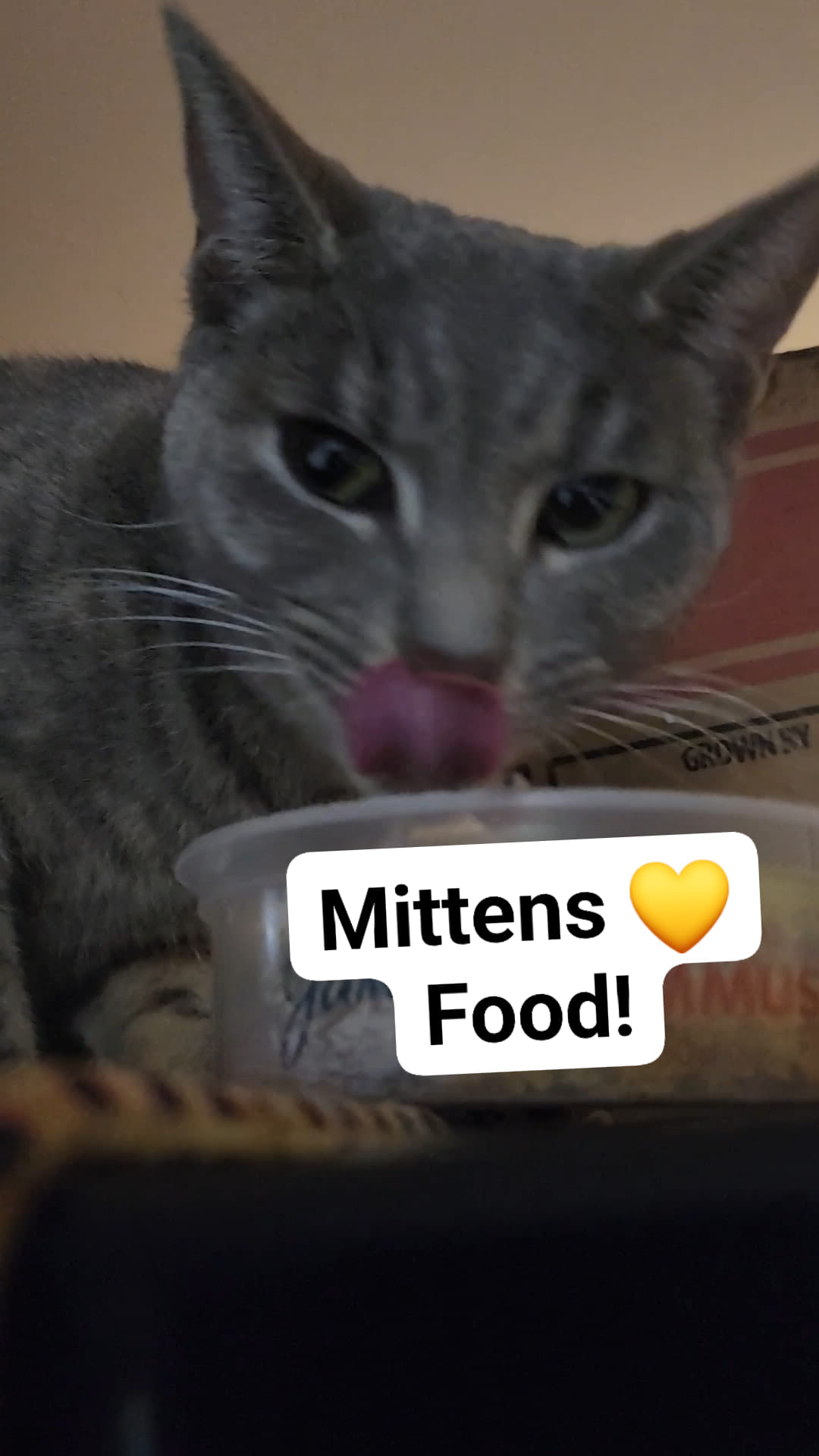 Mittens_the_foodie - Image from 2024-08-15
