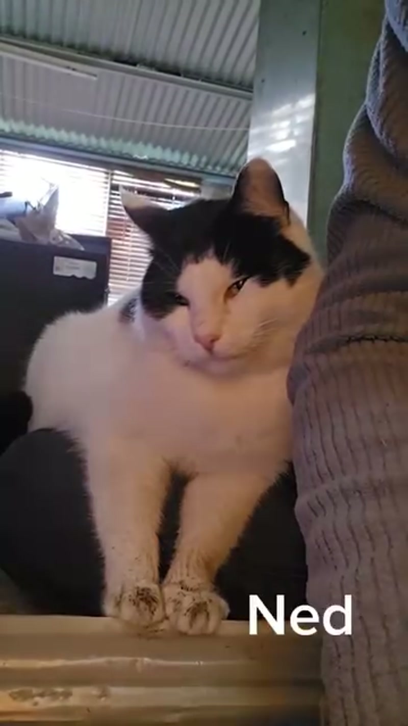 Ned hasn't featured in my vlog for awhile.