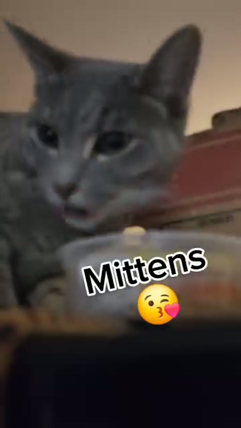 Mittens… Every day's a food day! ð