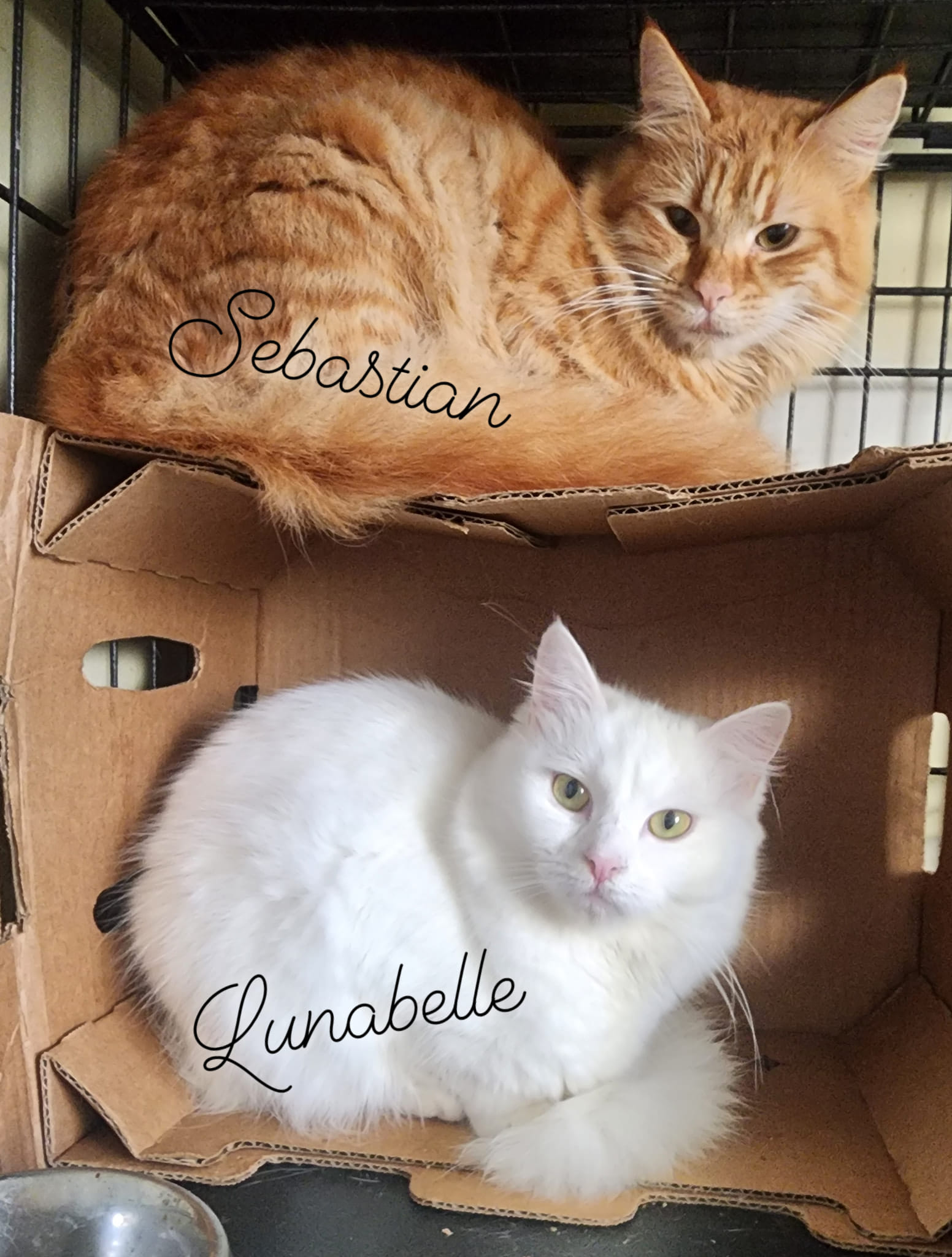 CatsAndBoxes - Image from 2024-08-26