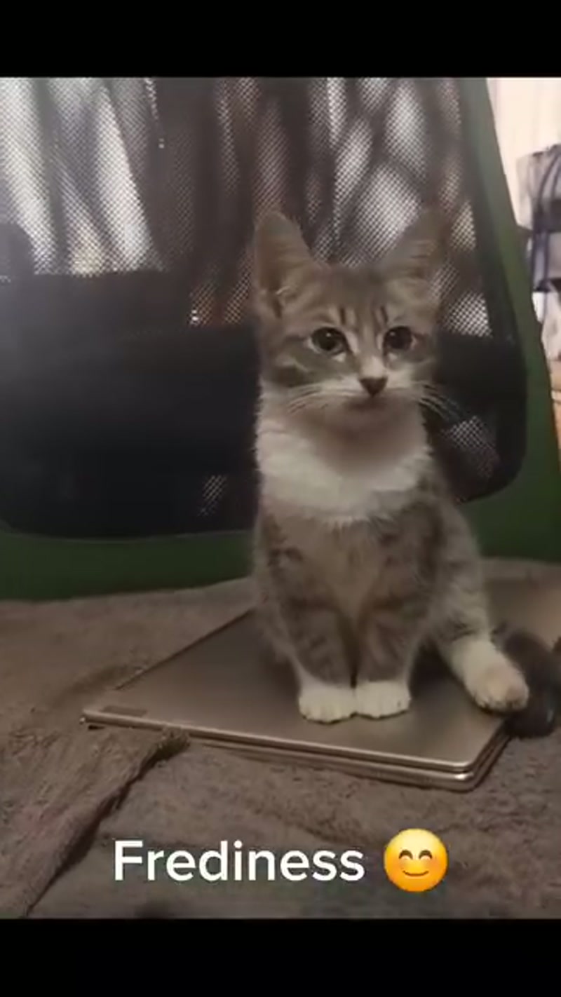 Tiny Tot Fred… ð¤