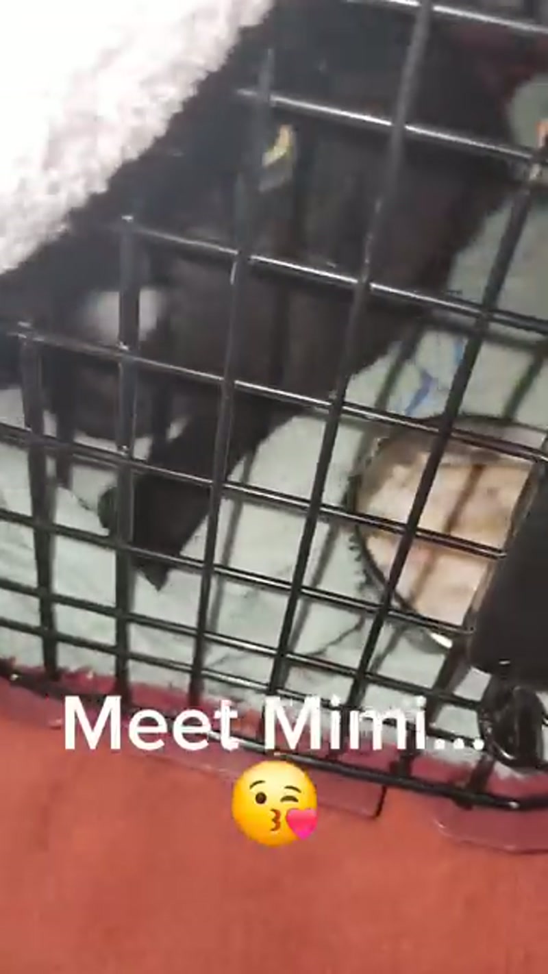 Say hi to #stray Mimi ð from the #Wheatbelt