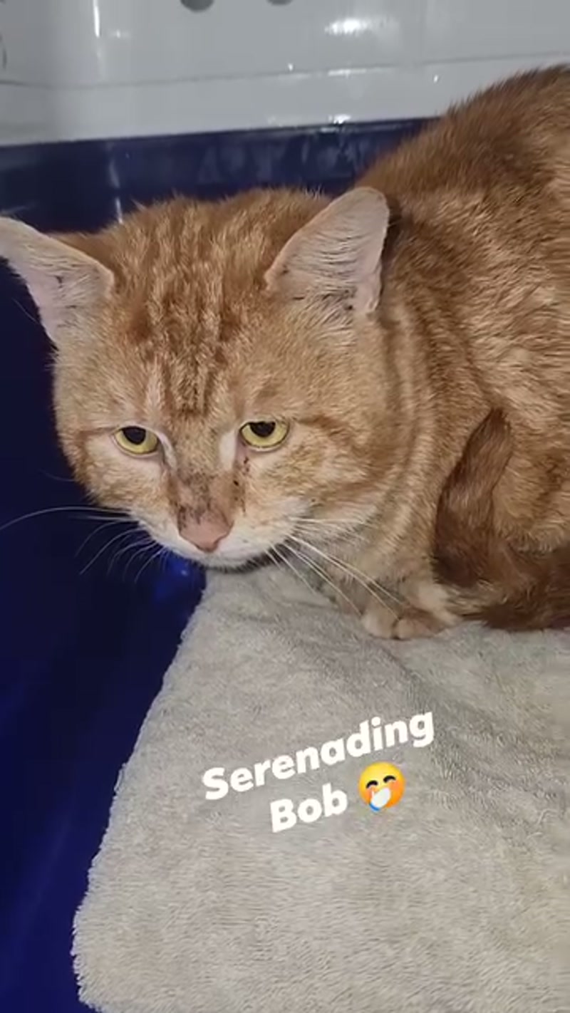So here's the thing. I sing to cats. ð