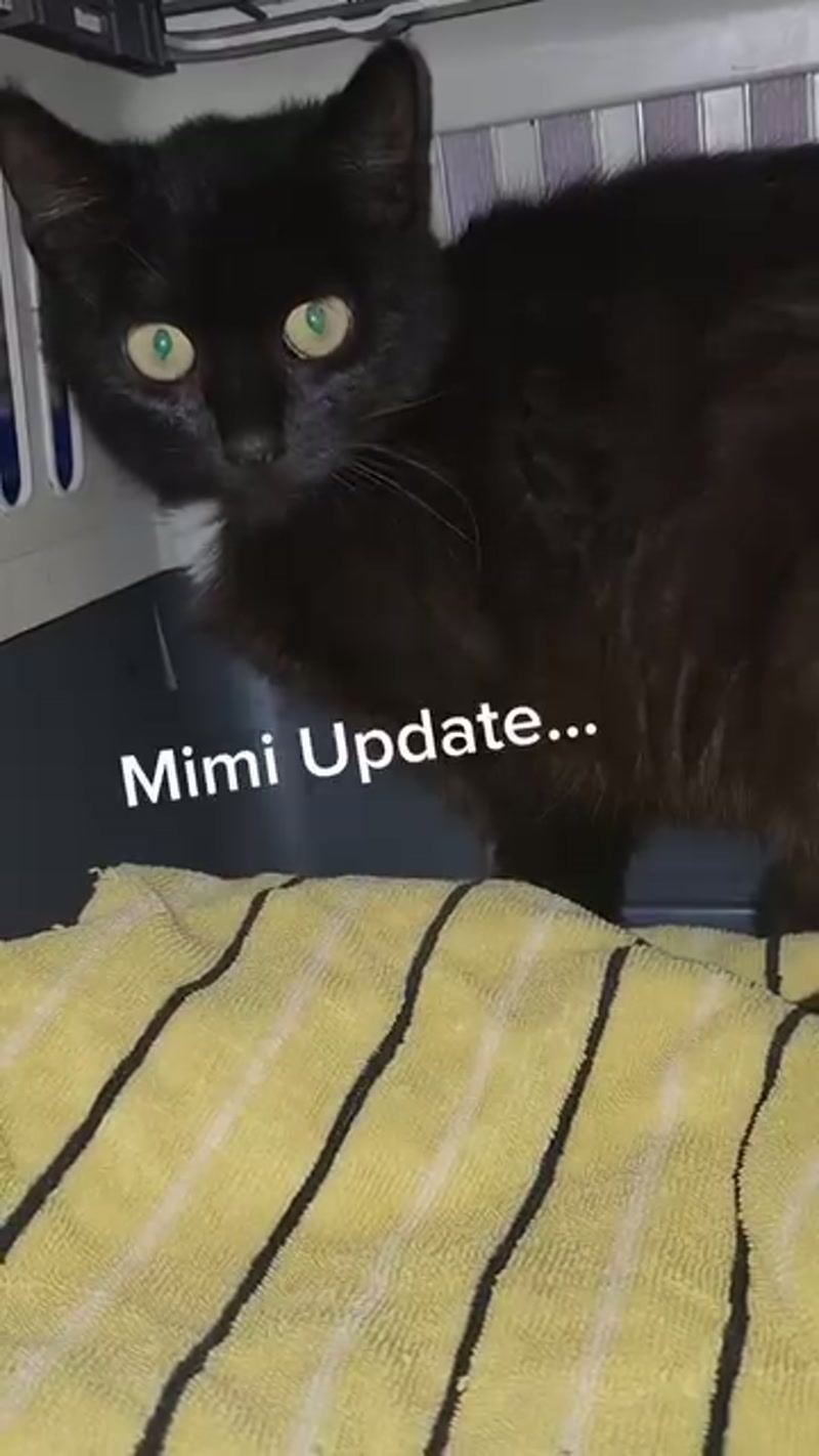 Mimi 2.0… #spayed and ready to go! ð
