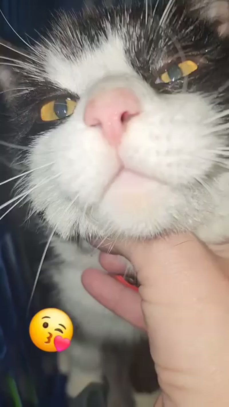 Cats with collars need BELLS not BALLS!