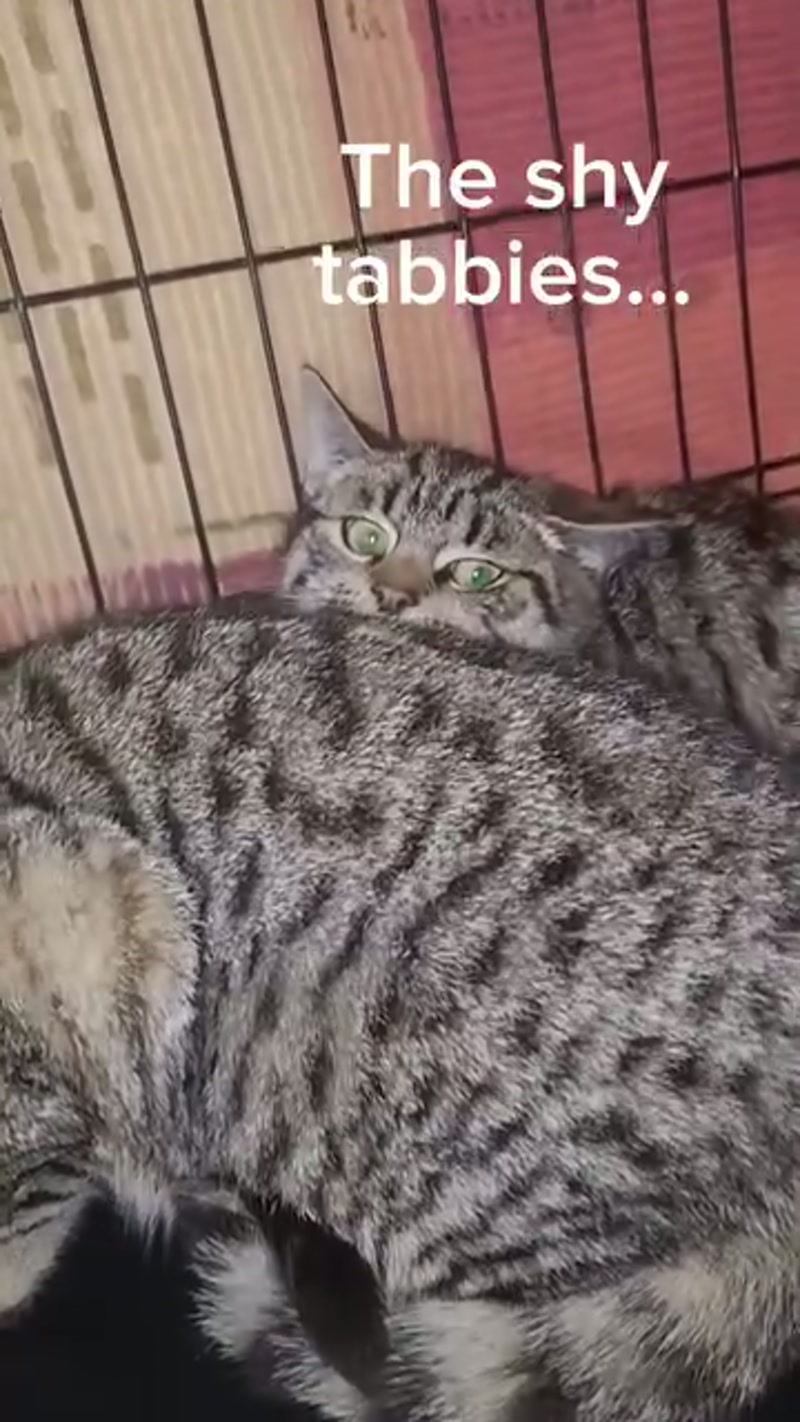 Shy 'n' skittish #TeenCats ð¤«