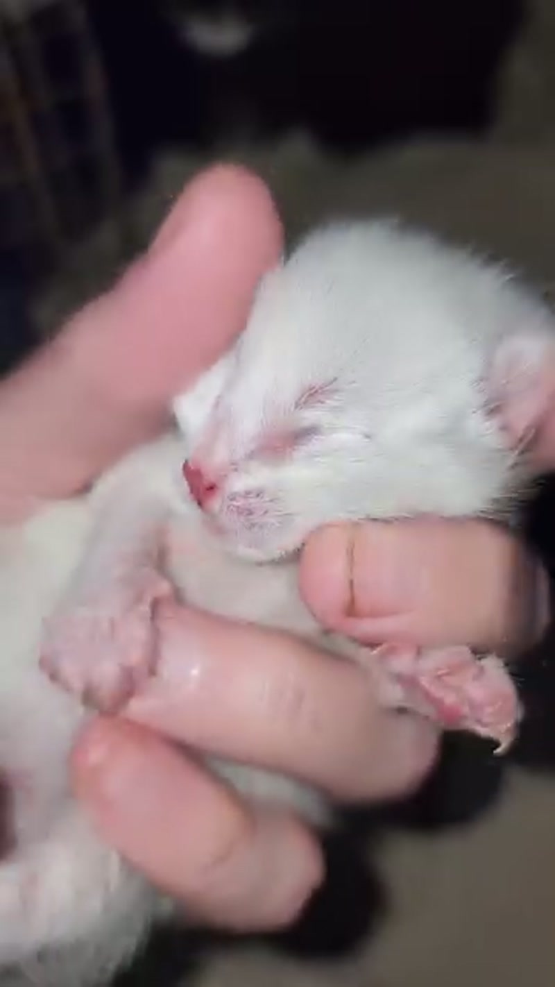 Another #KittenReel ð¤­