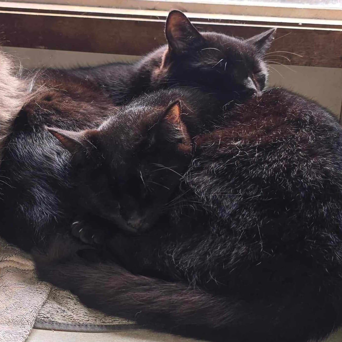 The only thing better than one black cat…