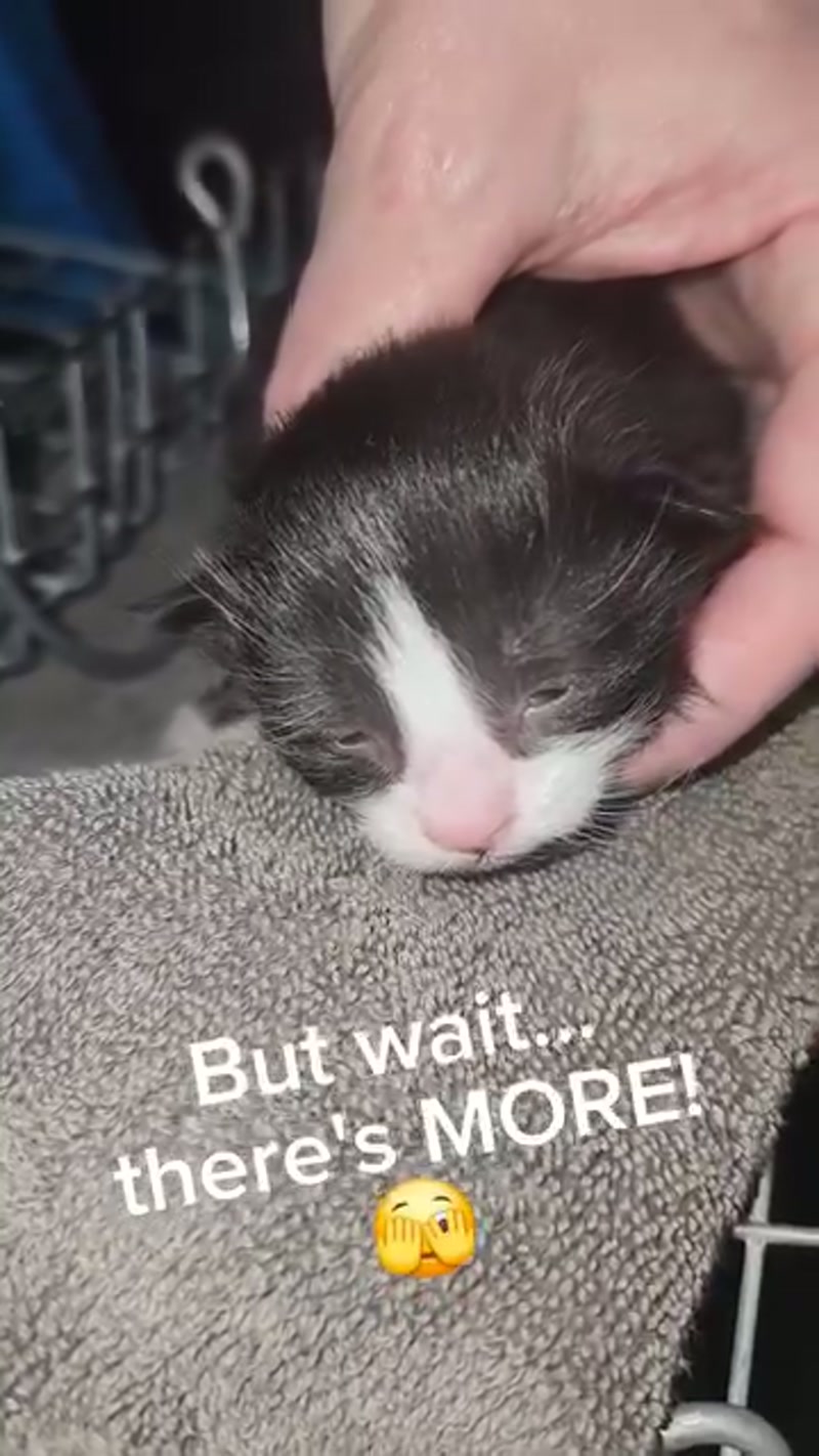 MORE Kulin kittens?!? ð¤ª