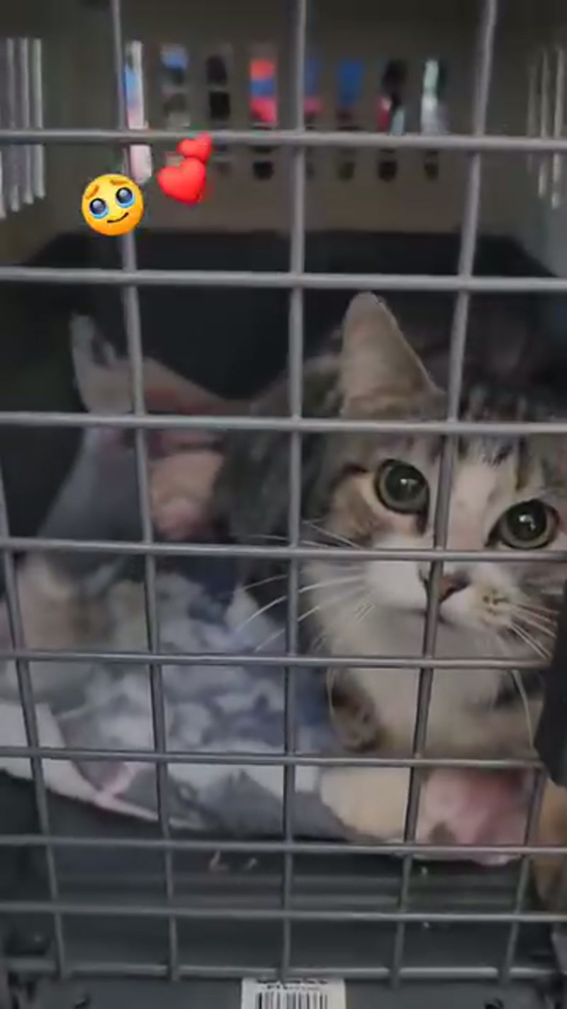 We get to meet the sweetest kitties…
