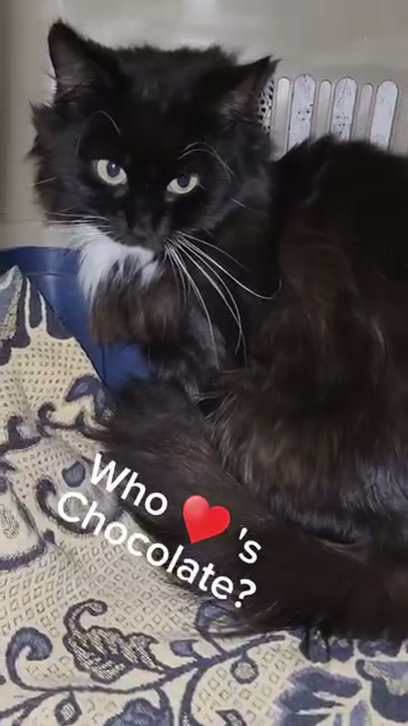 Chocolate Update… ð¤ð¤ð¤