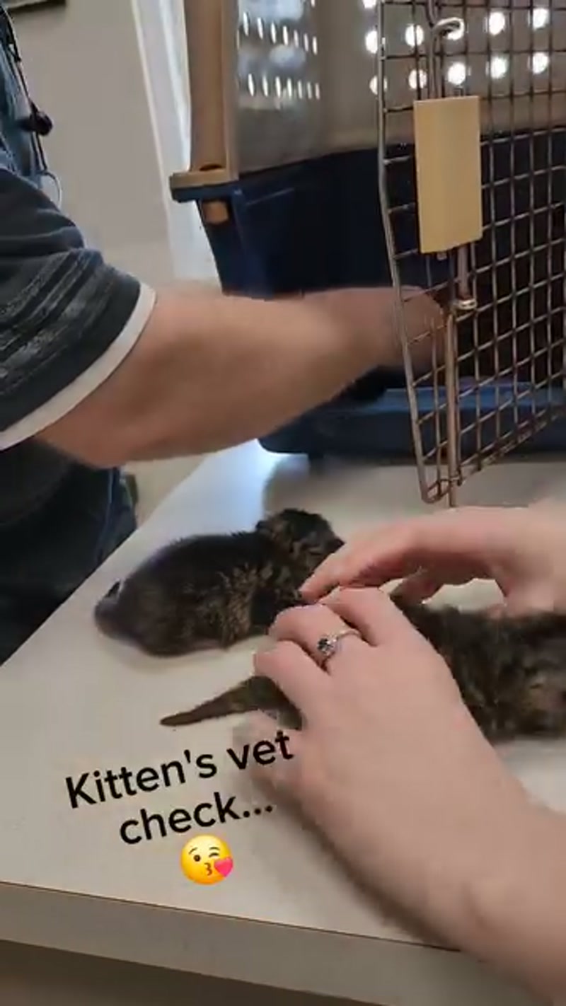 What in the kitten is going ON here? ð