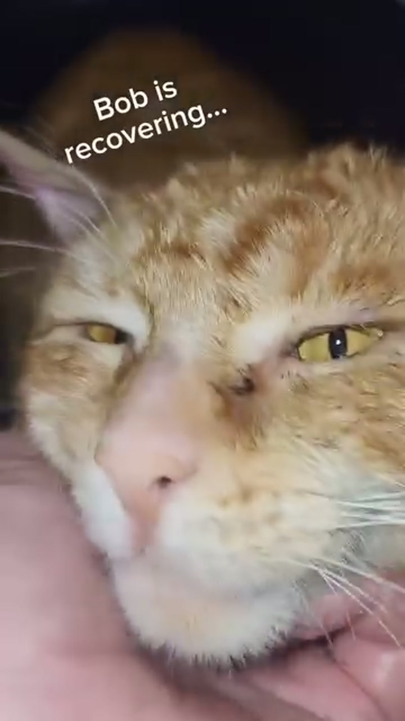 An update on Bob… ð§¡