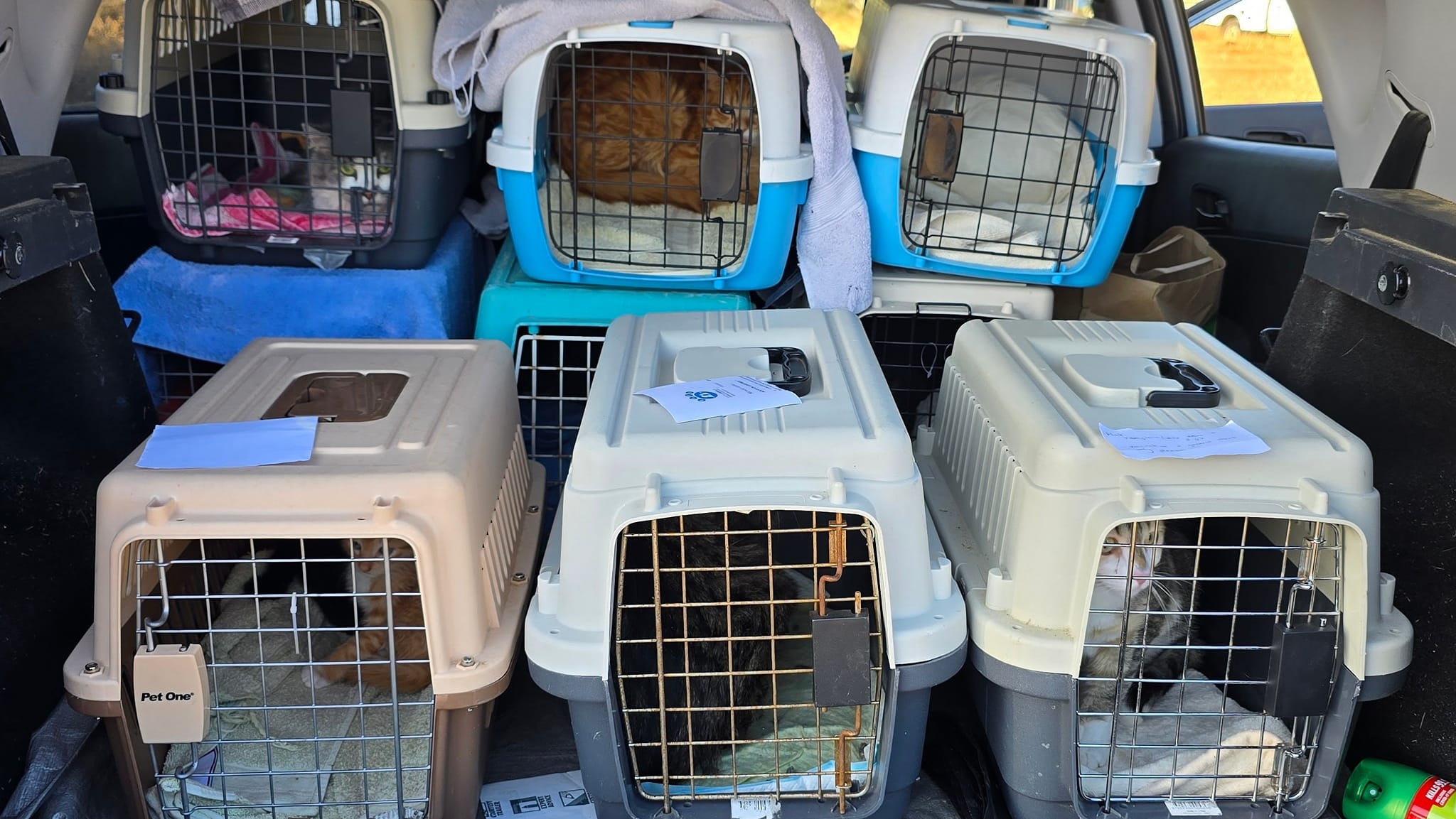 â¨ See a stray?… Think spay! â¨