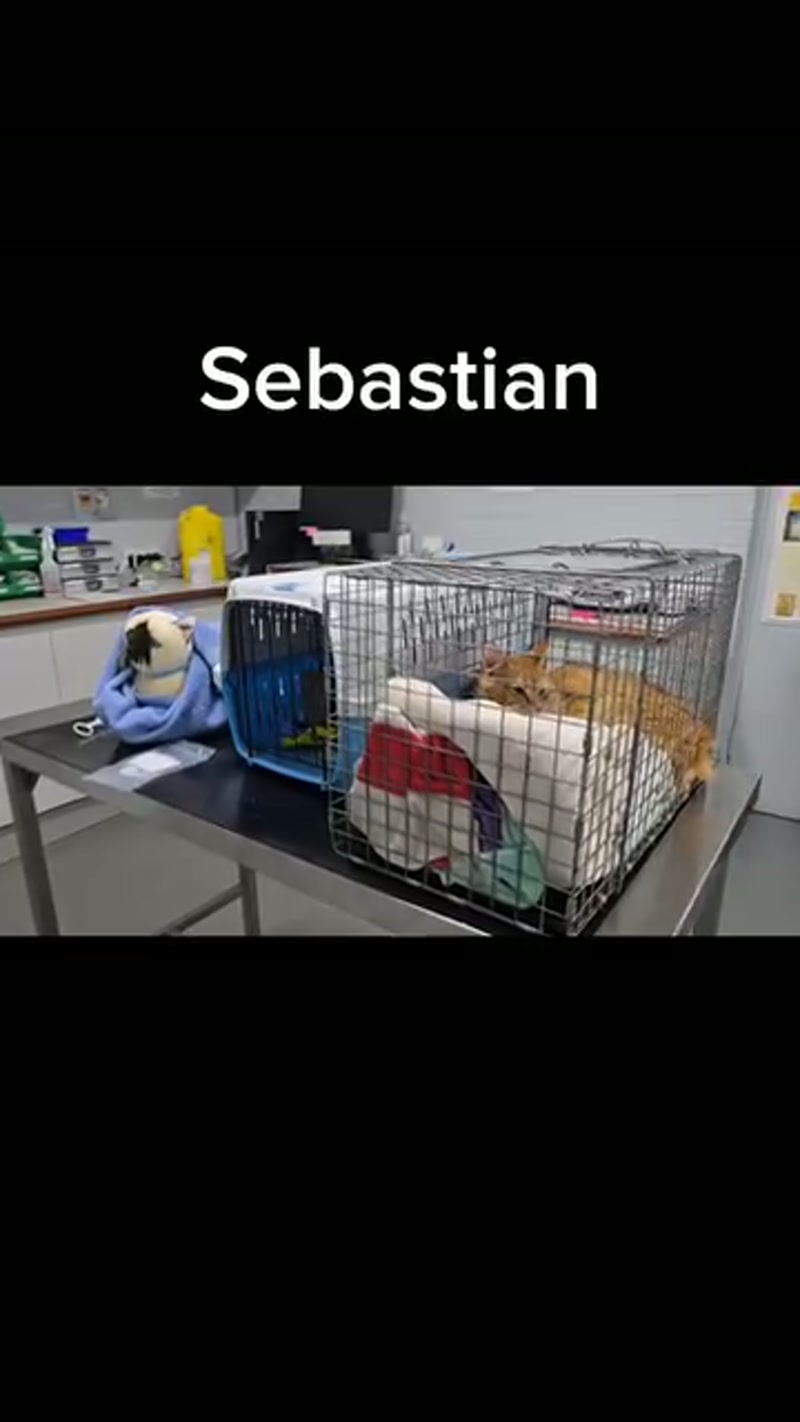 Cats need bells, not balls! ð«¢