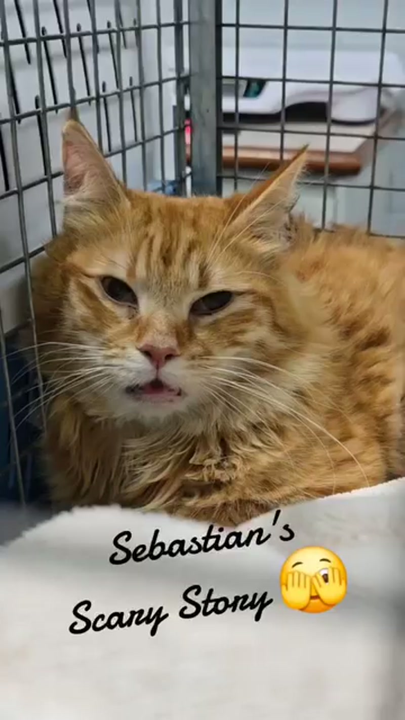 Sebastian's scary story… ð«£
