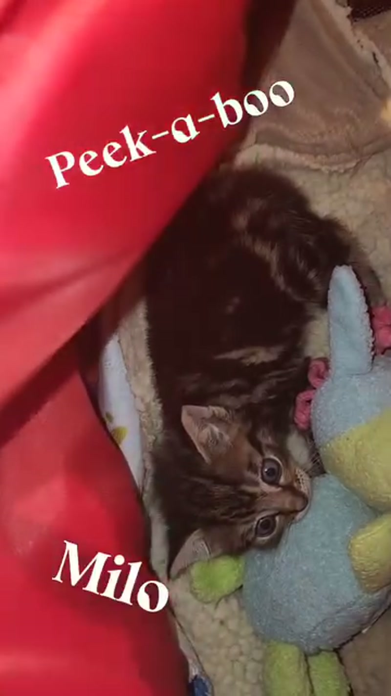 Kitten care on the go… ð