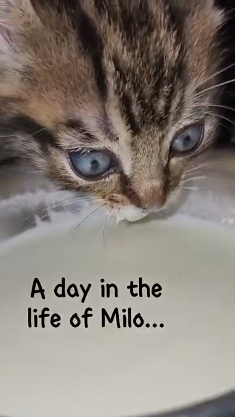 It's a big world for a little Milo ð