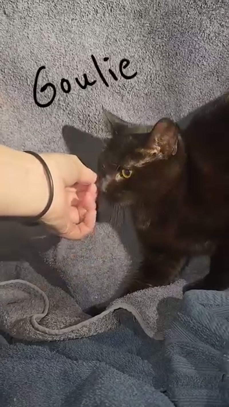 No such thing as 'just a black cat'! ð¤