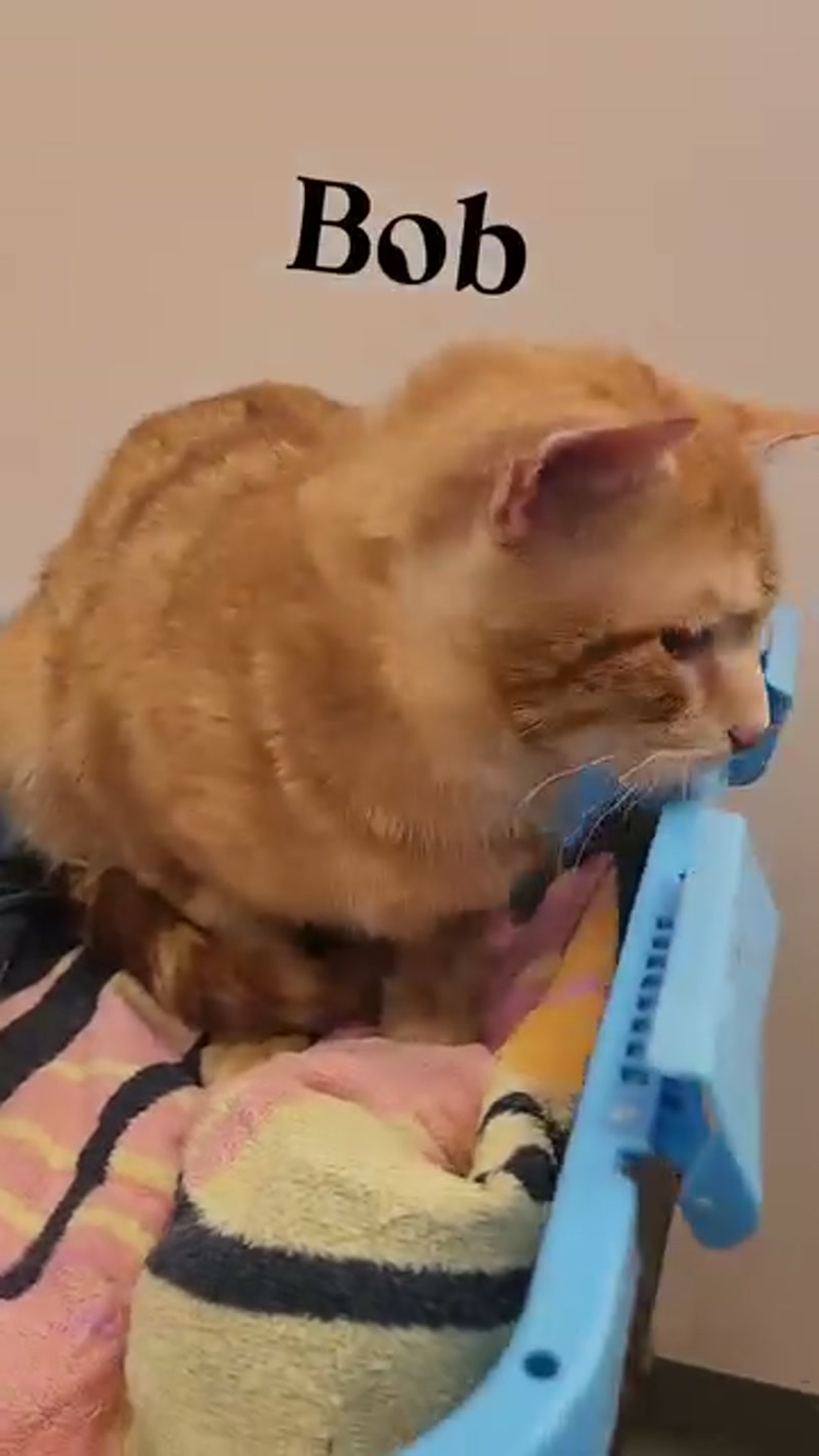 Bob and his ears visit the vet… ð©ââï¸