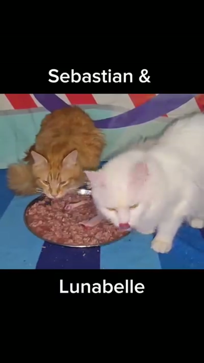 Sebastian and Lunabelle eating… ð§¡ð¤