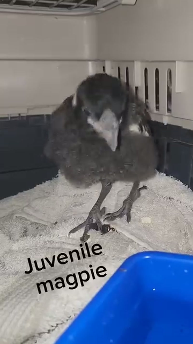 That's one lucky bird! ð²