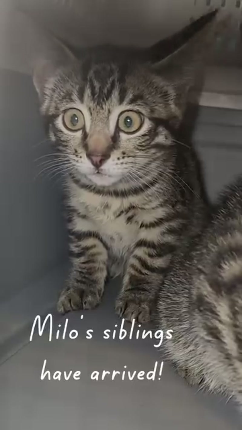 Milo's litter mates! â¨ââ¨