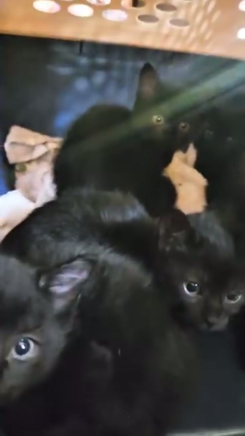 Panther puddle! ð¤ð»ð¤