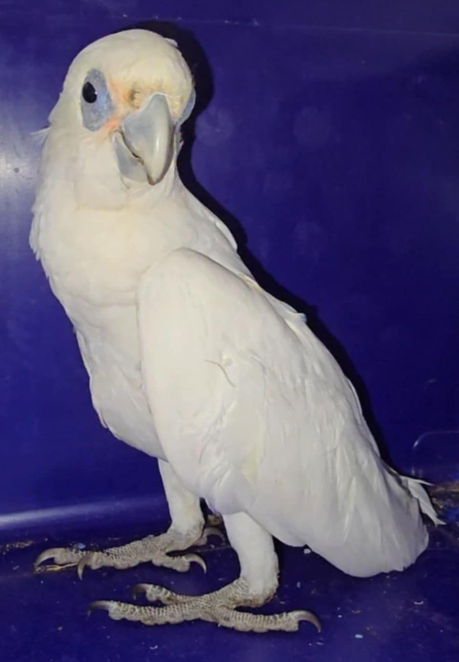 Colin found a corella a week ago.