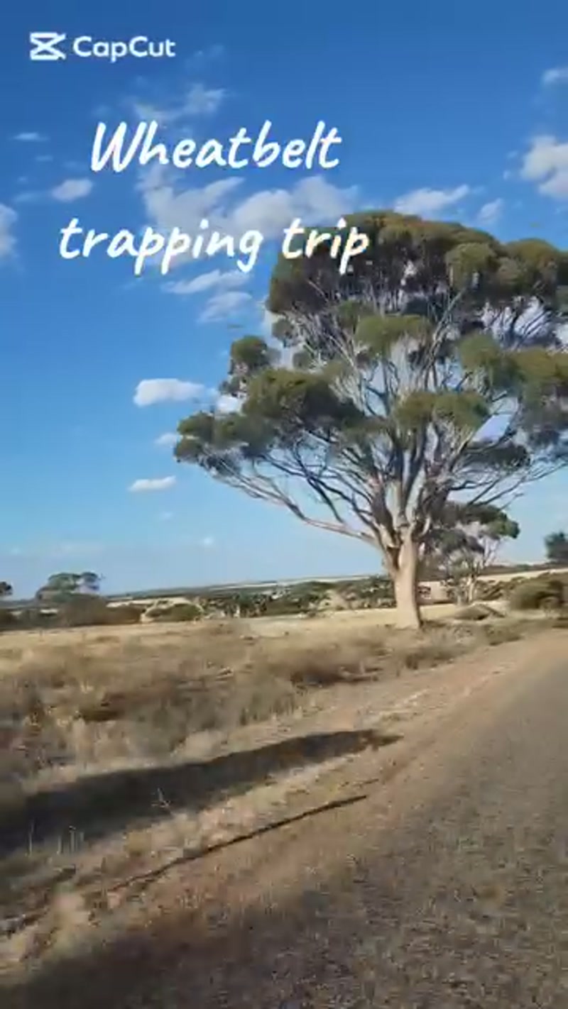 Trapping Bush Babies ð¤©