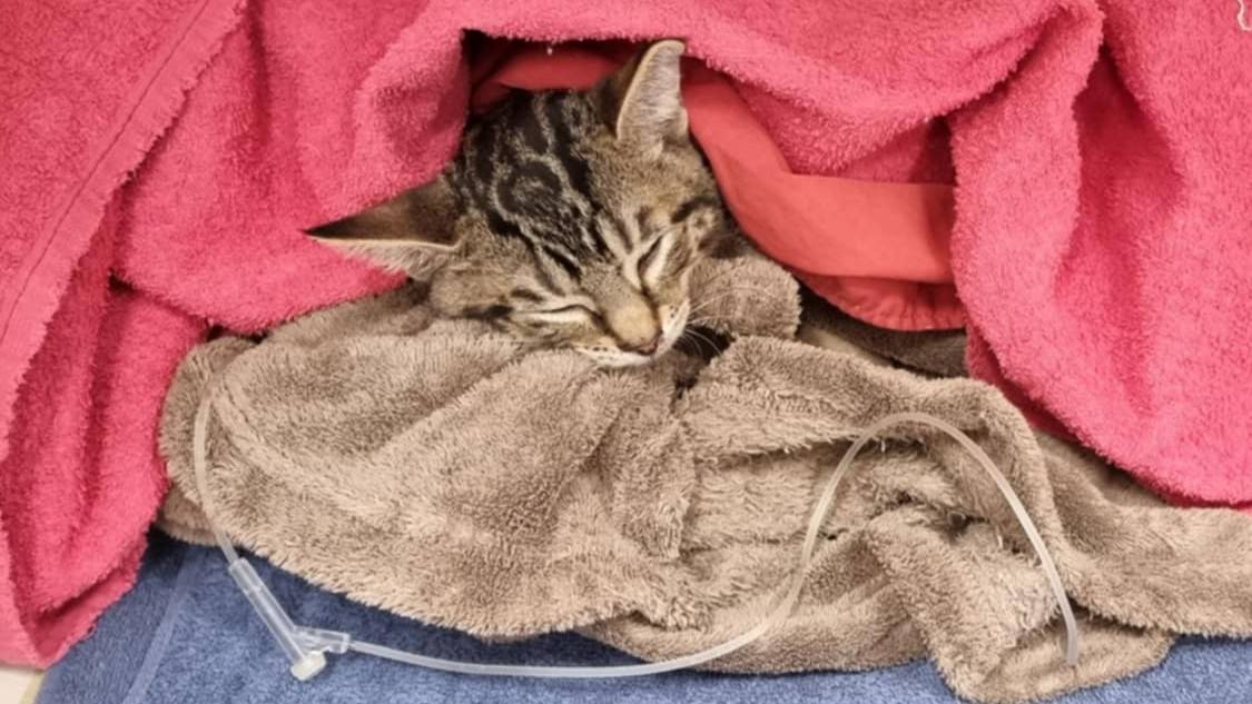 PSA – A warning about recliner chairs and kittens! ð¨