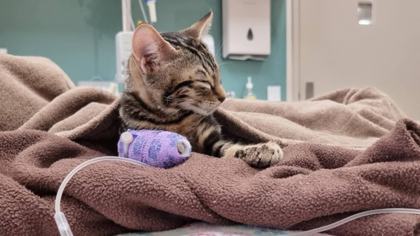An update on Milo… â¤ï¸âð©¹