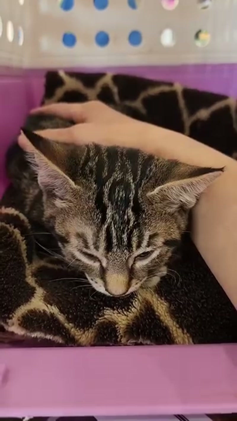 Update on Milo – â