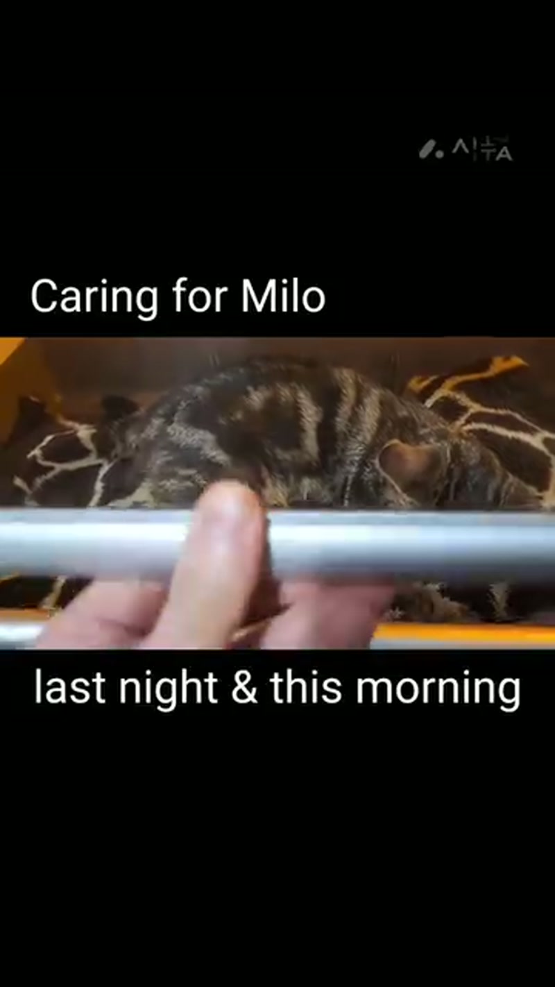 Take a peak at Milo's homecare routine… â¤ï¸âð©¹