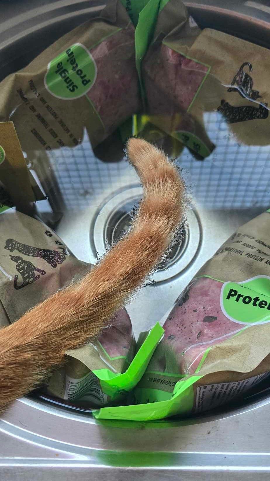 Cats_and_their_tails - Image from 2025-02-25