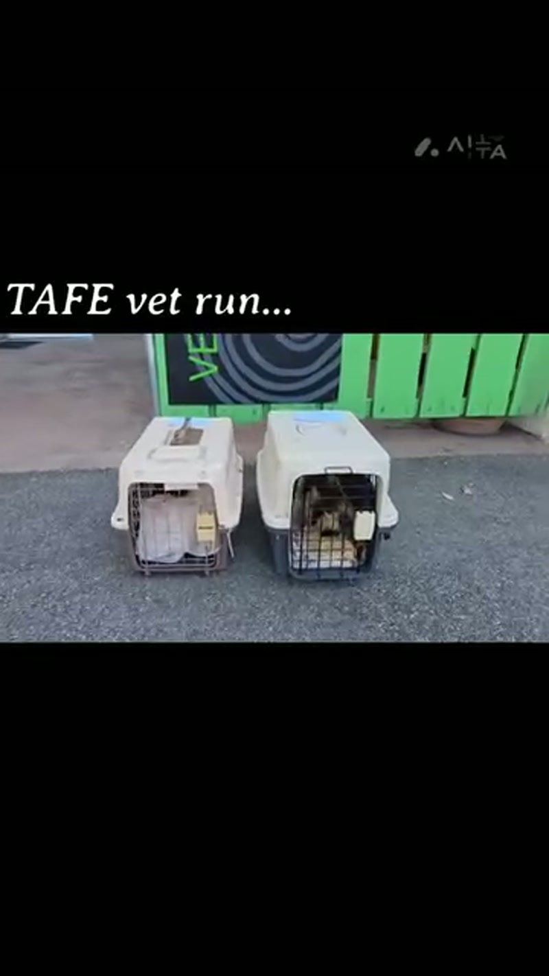 Apparently neutering invisible cats is a thing…