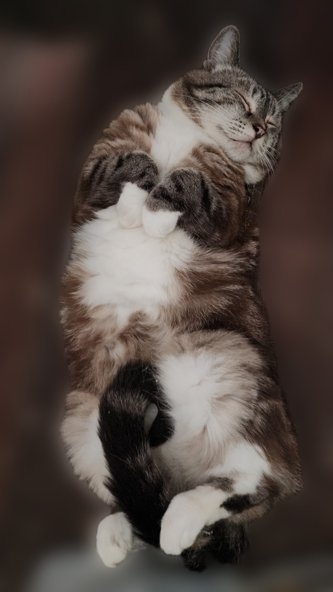 My Mum's cat, Tabitha Louise (TL) ð