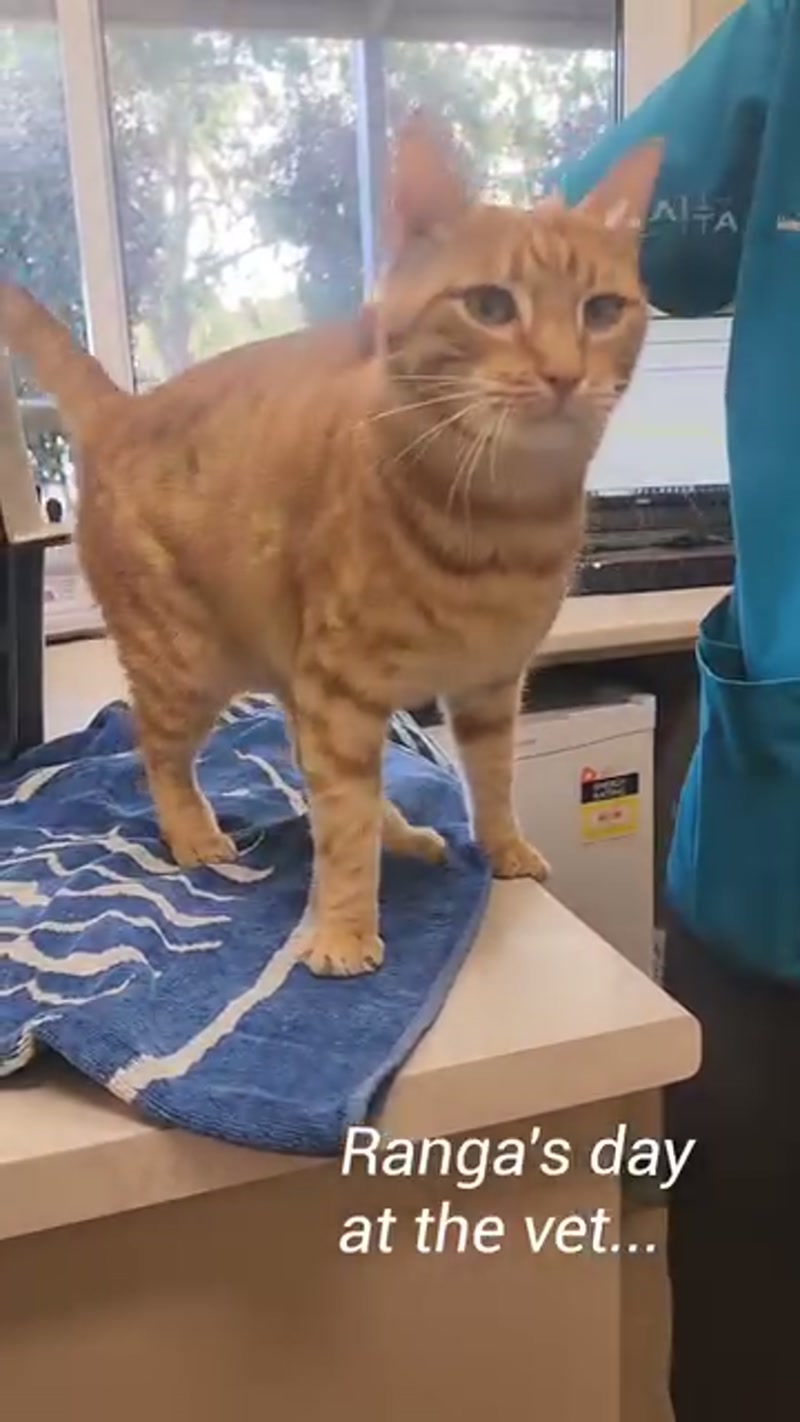 Ranga at the vet on Thursday…