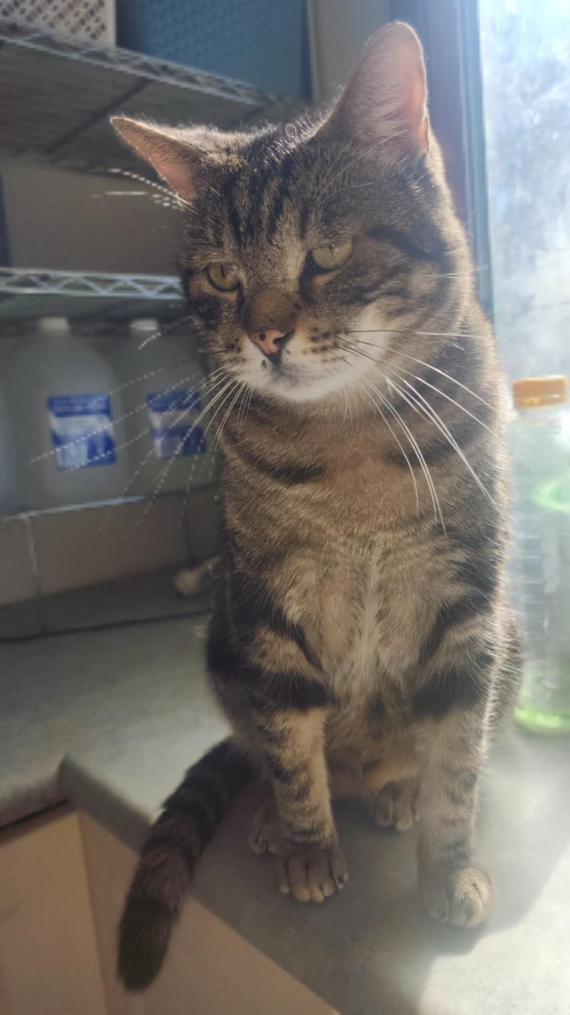 This_cat_is_a_BARREL - Image from 2025-05-08