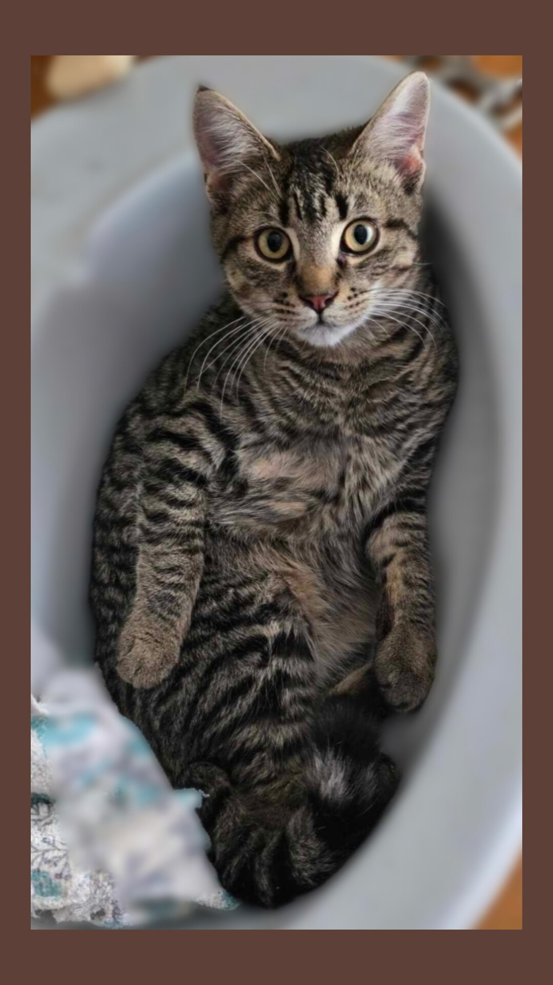 All_the_furbabies_wish_you_a_v - Image from 2025-05-11