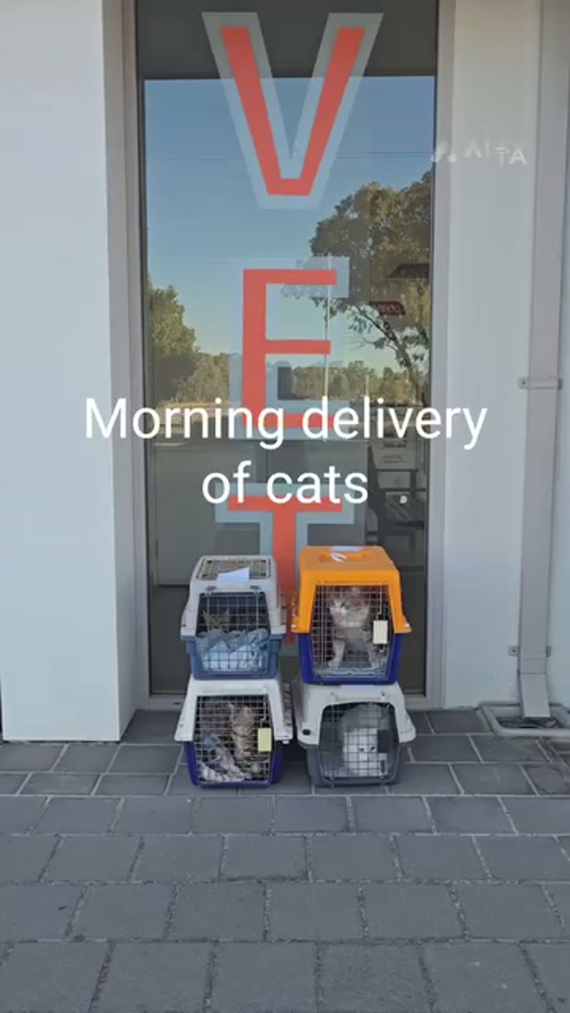 These cats are NOT our fosters.