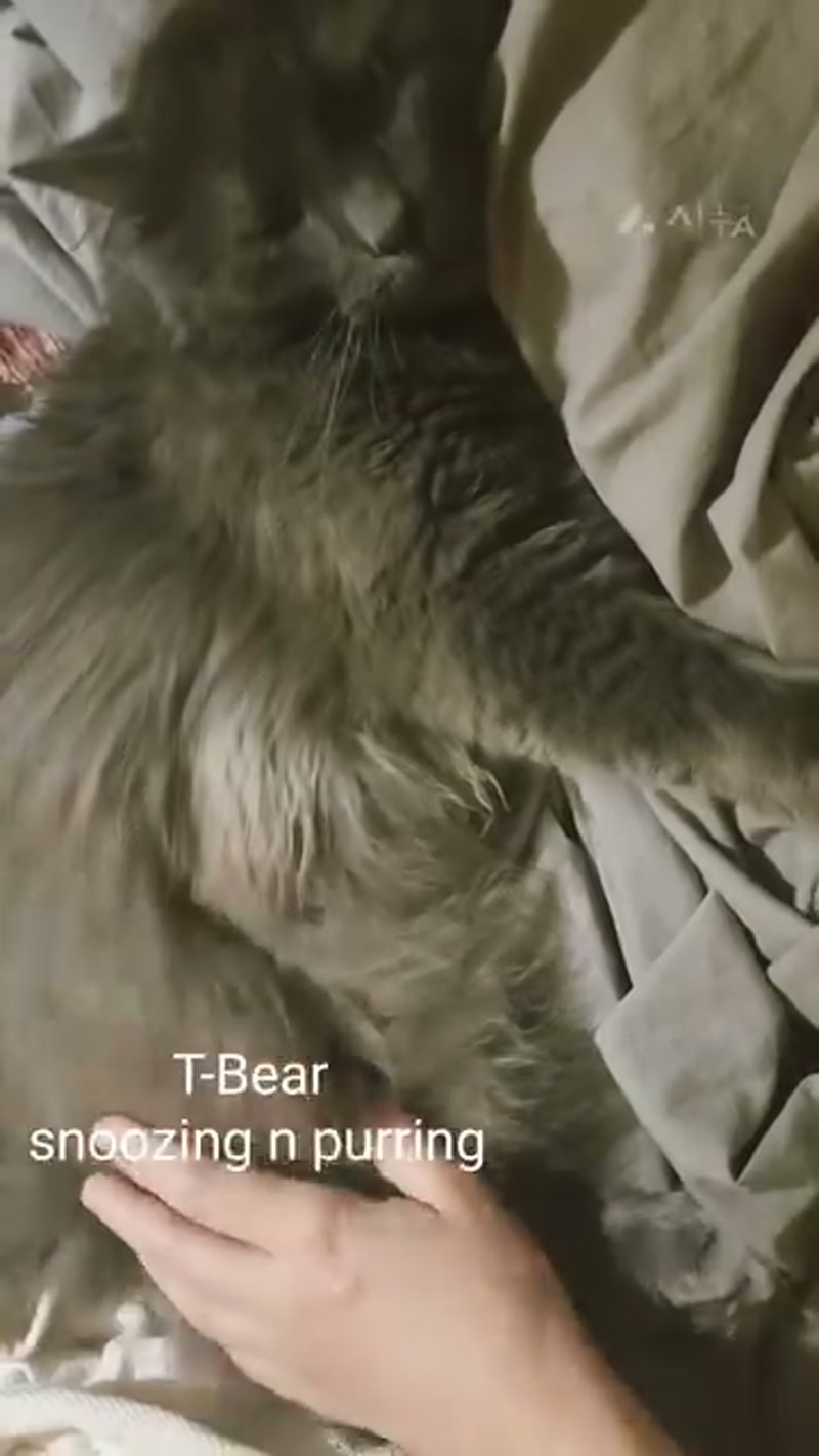 Teddy Bear floofin around… ð¤