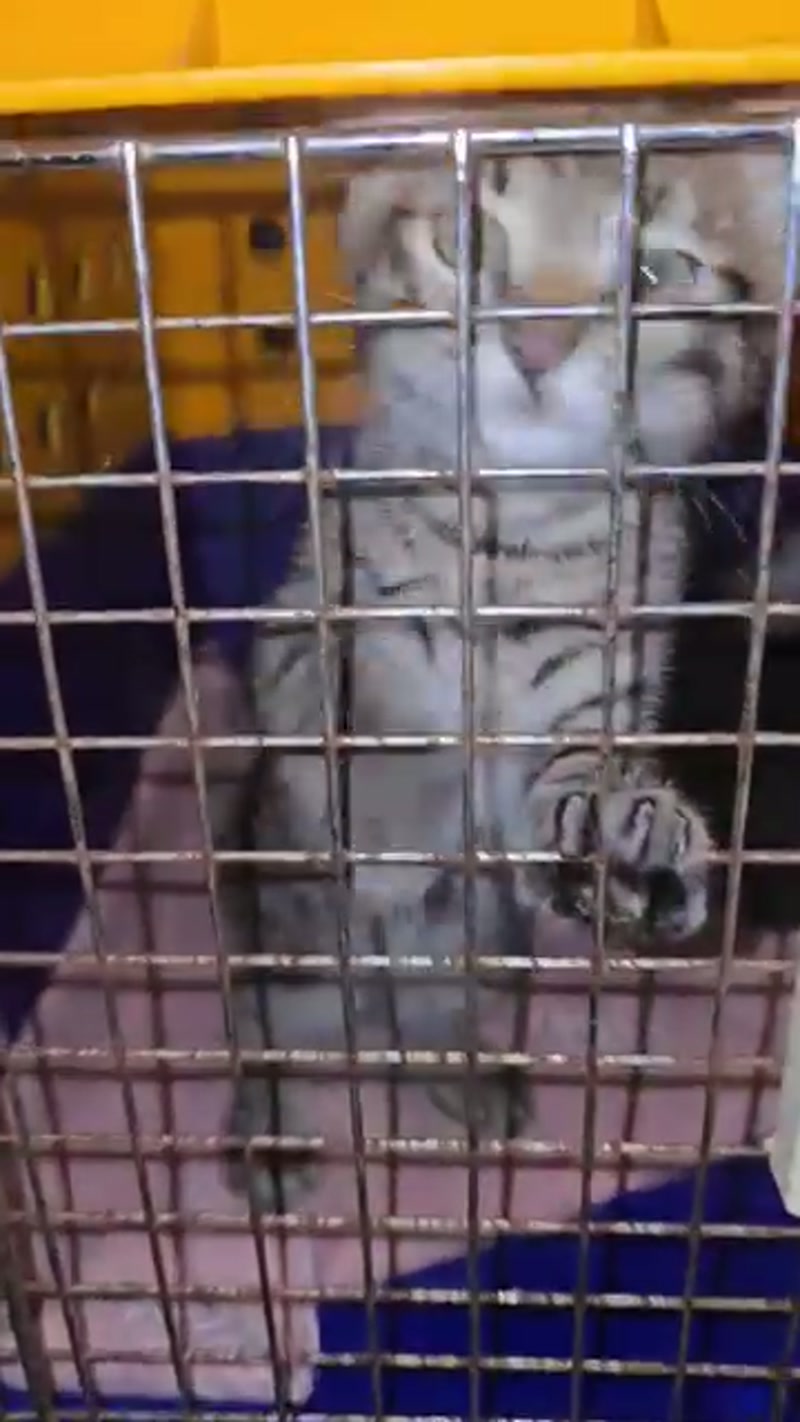 Transporting SAVA kittens to the vet this evening… ðð¨ð¨